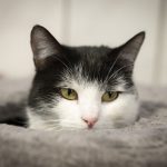 Этологи выяснили, при каких условиях кошки распознают эмоции человека