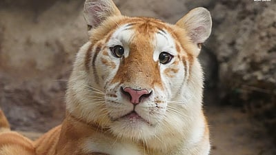 Золотой тигр / © Chiang Mai Night Safari, deccanherald.com