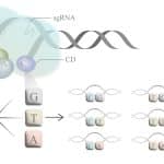 Новый CRISPR-редактор одновременно изменил аденин, цитозин и гуанин
