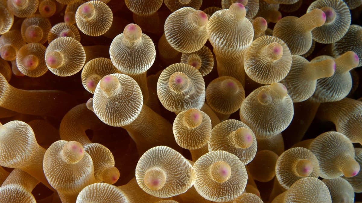 У морских анемонов нашли неизвестный ранее механизм противовирусной защиты