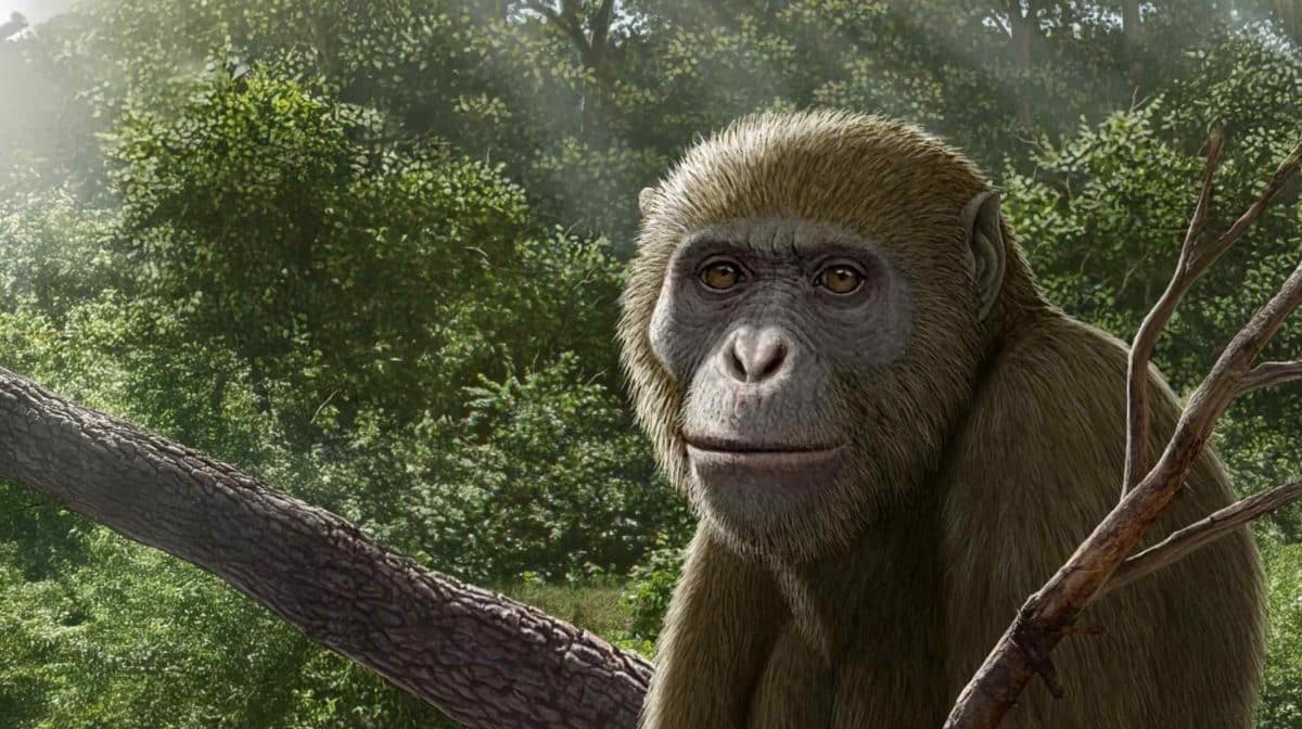 Художественная реконструкция Masripithecus moghraensis — древнего примата, жившего около 17–18 миллионов лет назад