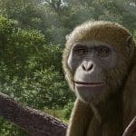 Родину человекообразных обезьян переместили из Восточной Африки в современный Египет