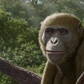 Художественная реконструкция Masripithecus moghraensis — древнего примата, жившего около 17–18 миллионов лет назад