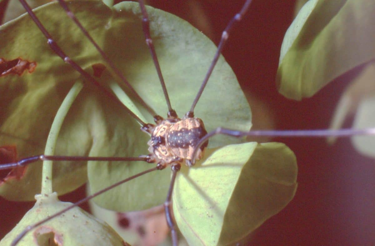 Сенокосец (Opiliones) — группа паукообразных, которая помогла ученым изучить, как в процессе эволюции возникала родительская забота у животных