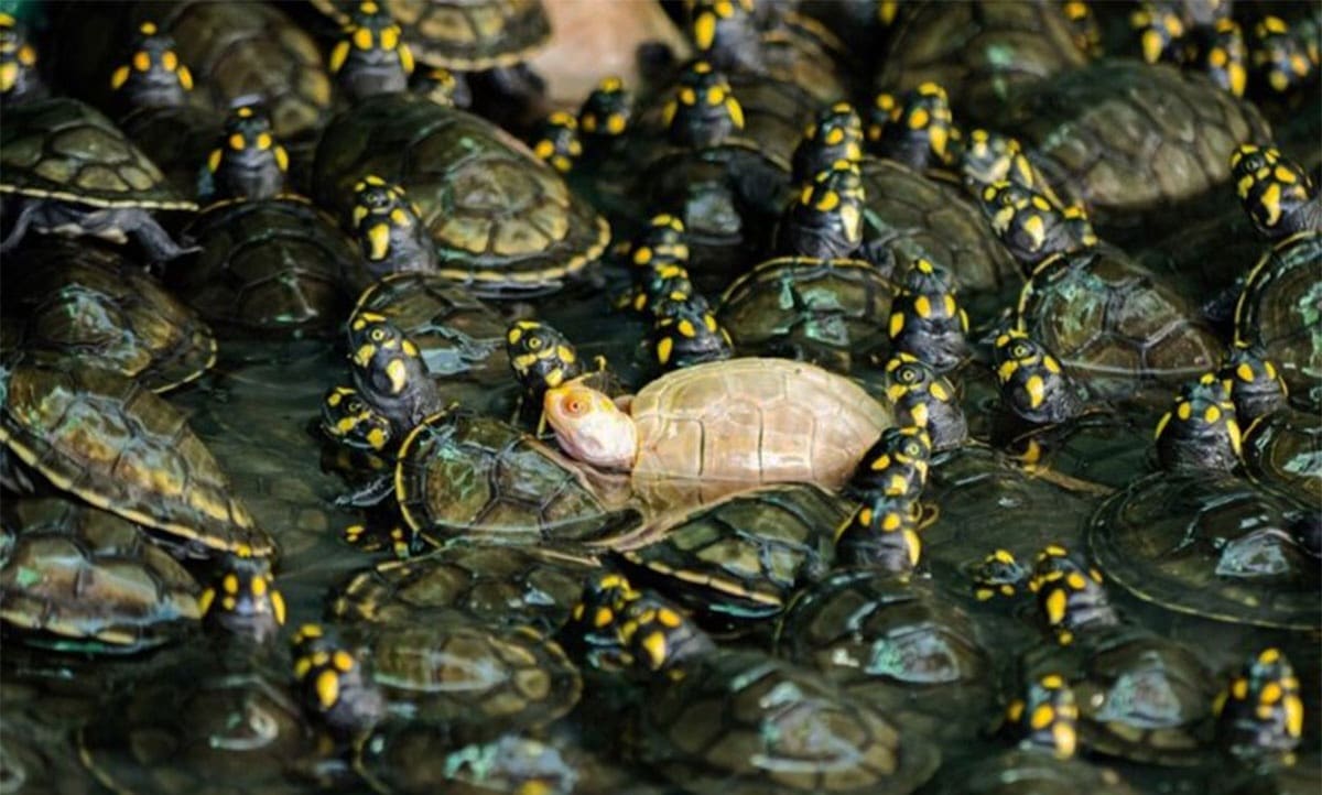 Обычные Podocnemis unifilis и особь с альбинизмом / © Eduardo Franco, RAI