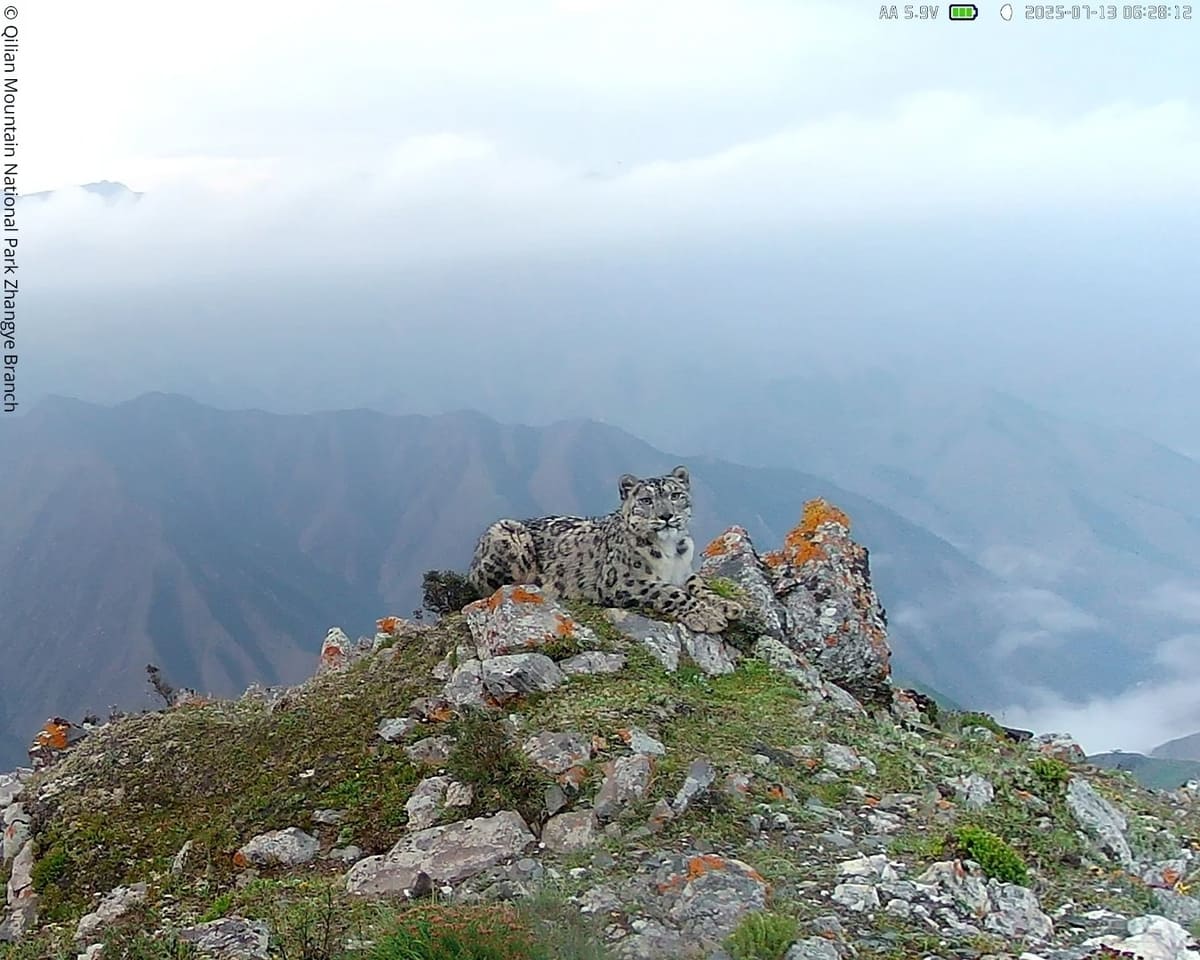Снежный барс / © Qilian Mountain National Park Zhangye Branch / Sichuan Wolong NNR Administration / WWF
