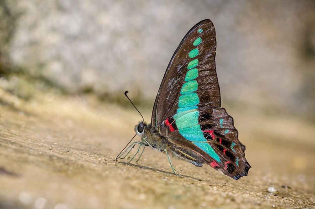 Бабочка Graphium sarpedon