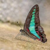 Бабочка Graphium sarpedon