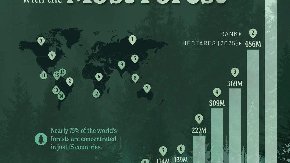 Лесные богатства мира: рейтинг 15 стран с крупнейшими массивами