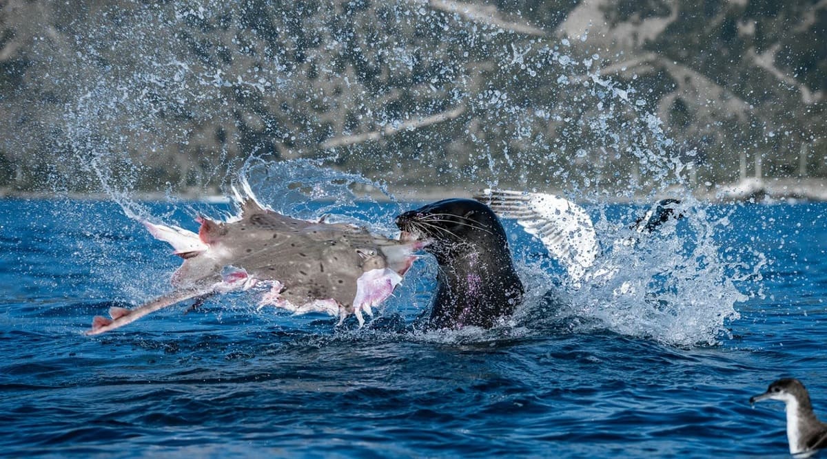Финалист в номинации «Дикая природа» / © Allan Cronin / Ocean Photographer of the Year
