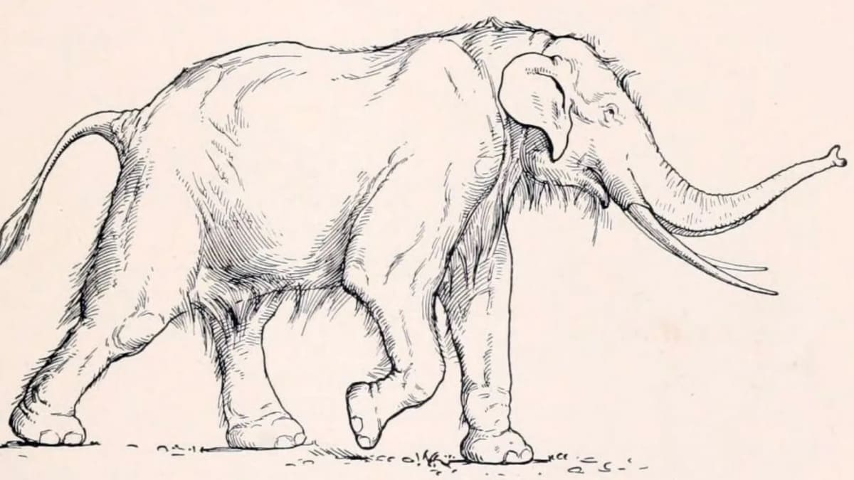Прямобивневый слон (Palaeoloxodon antiquus) / © Wikimedia Commons