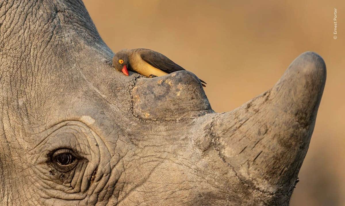 Чистильщик и носорог. Финалист в номинации «Поведение: птицы» / © Ernest Porter / Wildlife Photographer of the Year