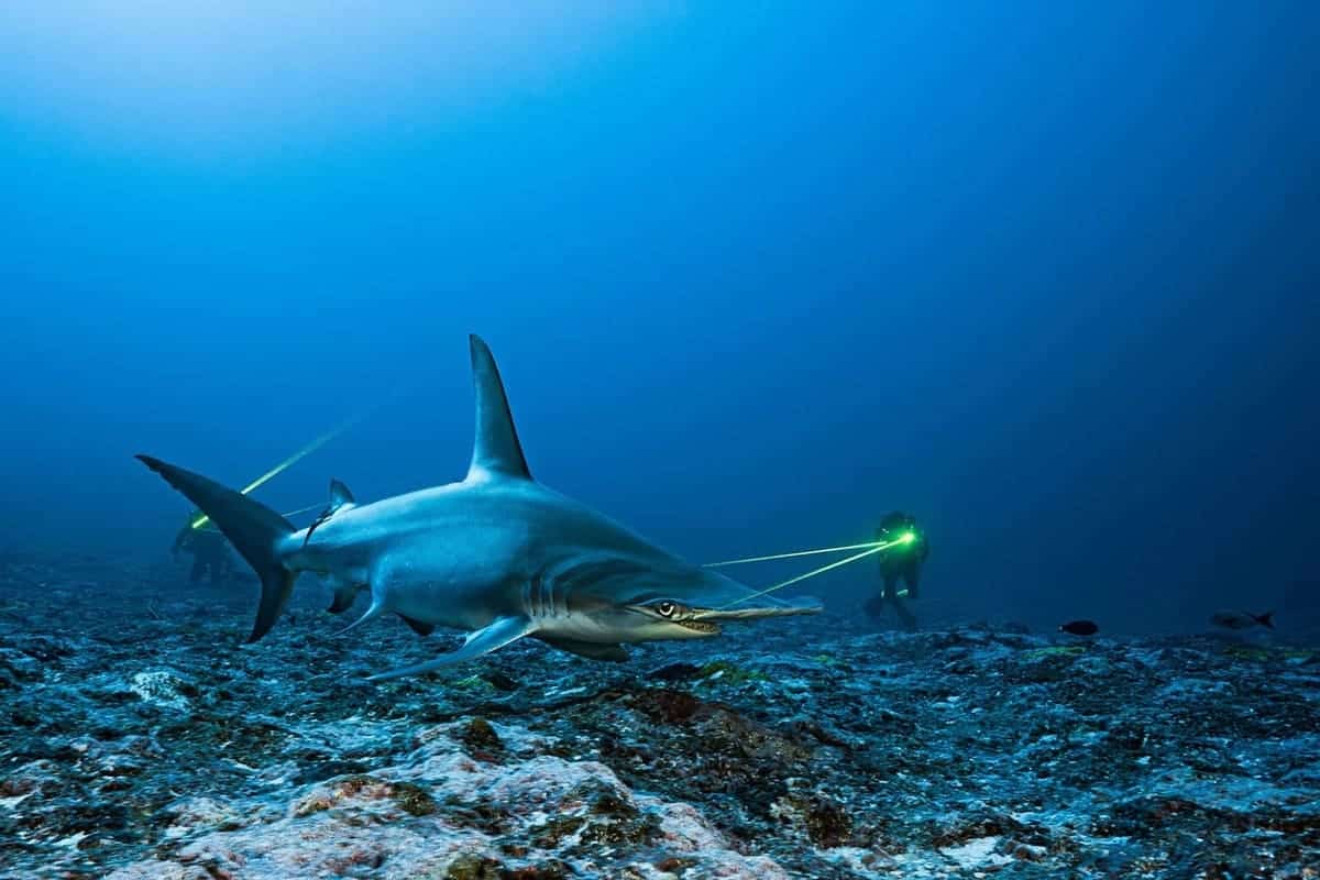 Финалист в номинации «Охрана природы: надежда» / © Thomas Pavy / Ocean Photographer of the Year