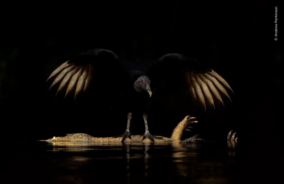 Стервятник на добыче. Финалист в номинации «Портреты животных» / © Andrew Parkinson / Wildlife Photographer of the Year