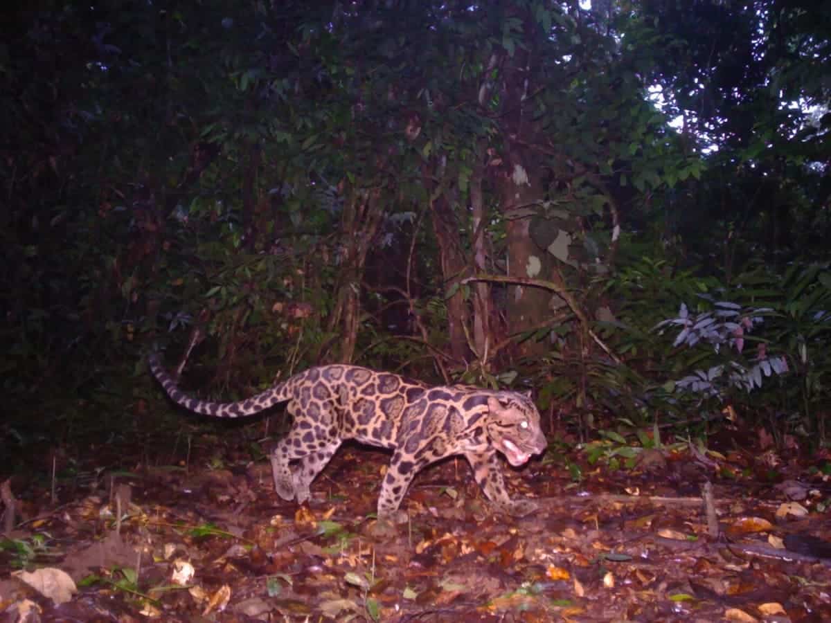 Самка зондского дымчатого леопарда / © Courtesy of Panthera