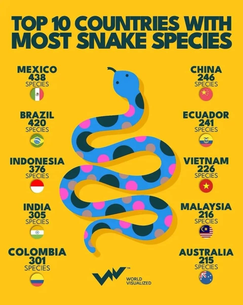 Топ-10 стран с наибольшим разнообразием видов змей / © World Visualized
