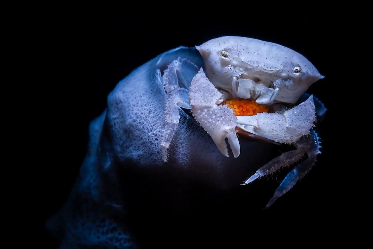 Финалист в номинации «Невидимый океан: скрытые миры» / © Andrea Michelutti / Ocean Photographer of the Year