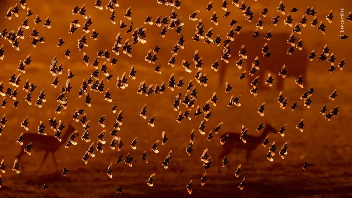 Птицы у водопоя. Финалист в номинации «Поведение: птицы» / © Bence Mate / Wildlife Photographer of the Year