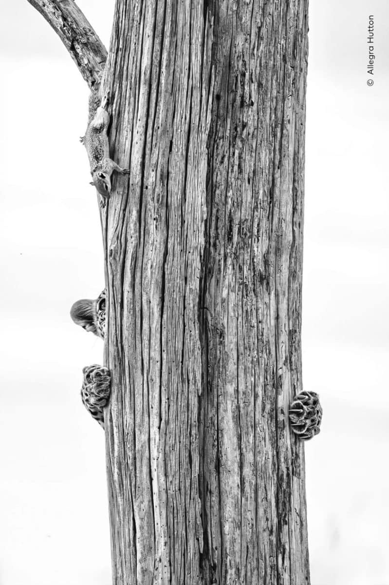 Леопард и белка. Финалист в номинации «Поведение: млекопитающие» / © Allegra Hutton / Wildlife Photographer of the Year
