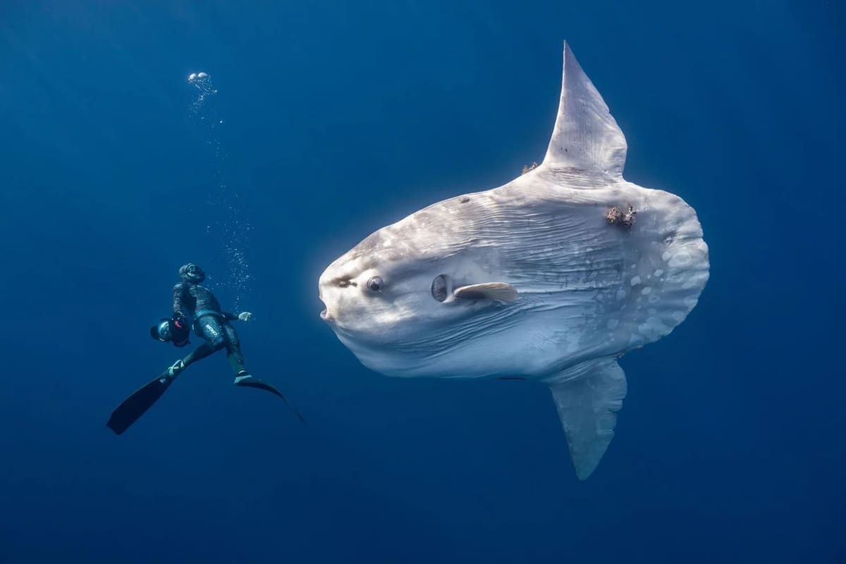 Финалист в номинации «Связь человека и природы: люди и планета» / © Anita Verde / Ocean Photographer of the Year