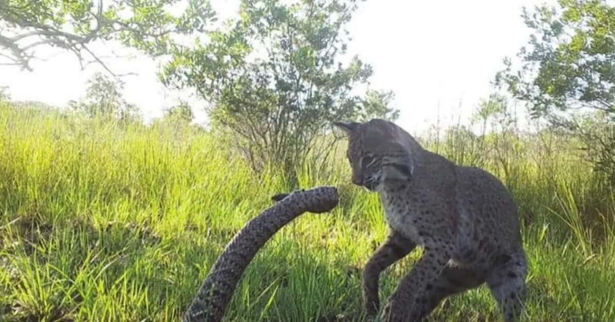 Фотоловушка запечатлела атаку рыси на самую большую гремучую змею в мире / © Mohamed Khalil Meliane et al. Southeastern Naturalist 2026