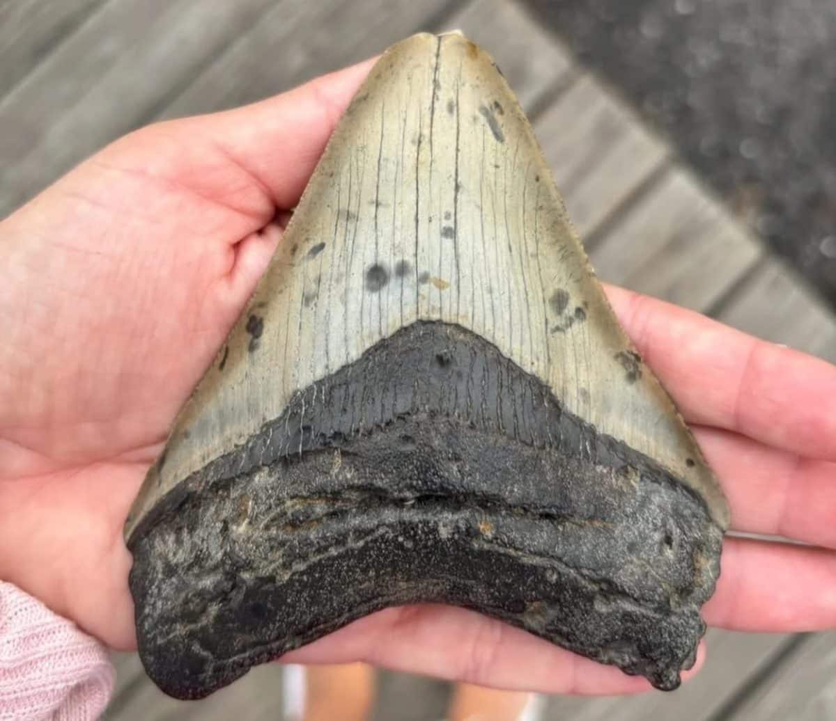 © Cape May Whale Watch and Research Center / FOX Weather