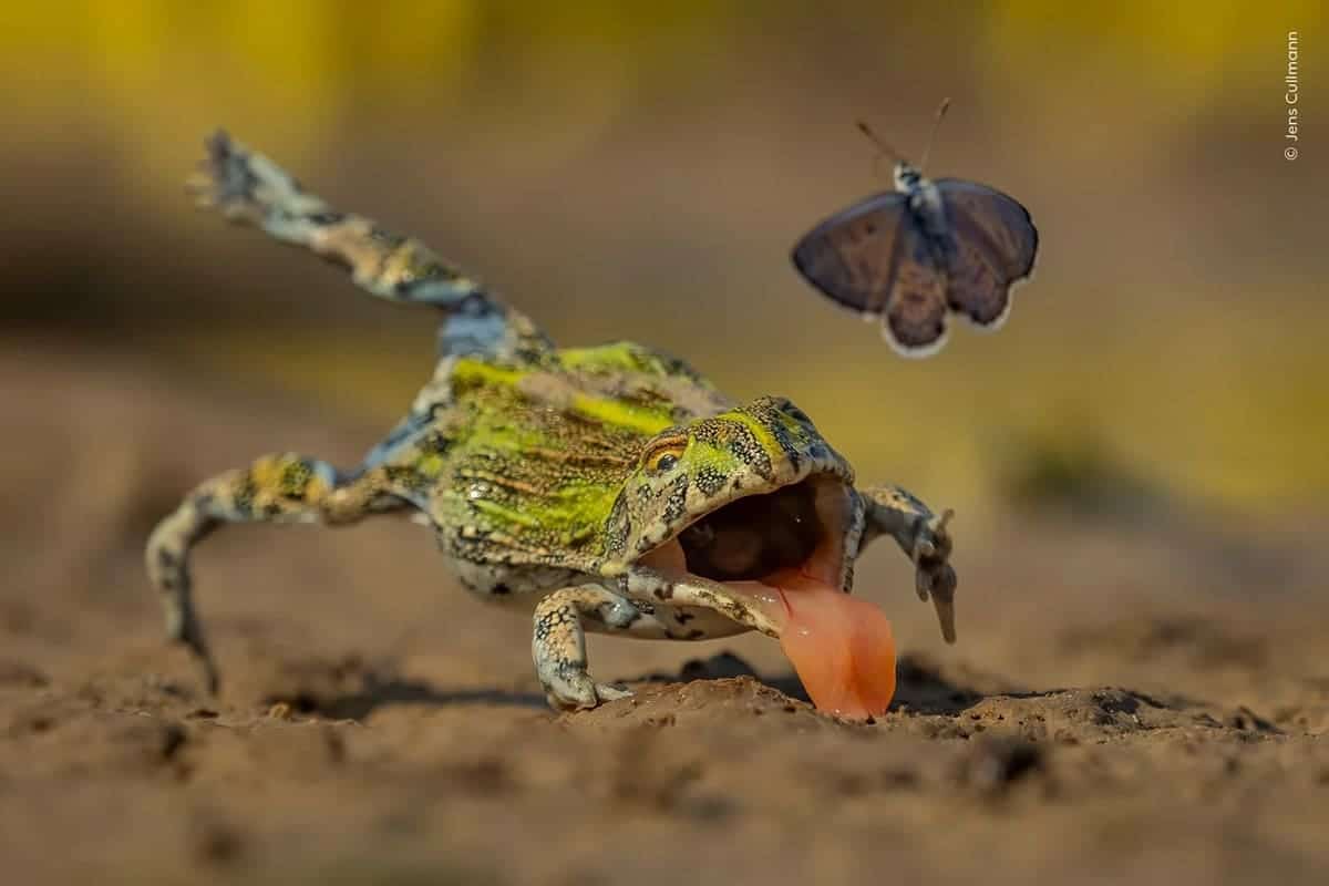 Финалист в номинации «Поведение: земноводные и рептилии» / © Jens Cullmann / Wildlife Photographer of the Year