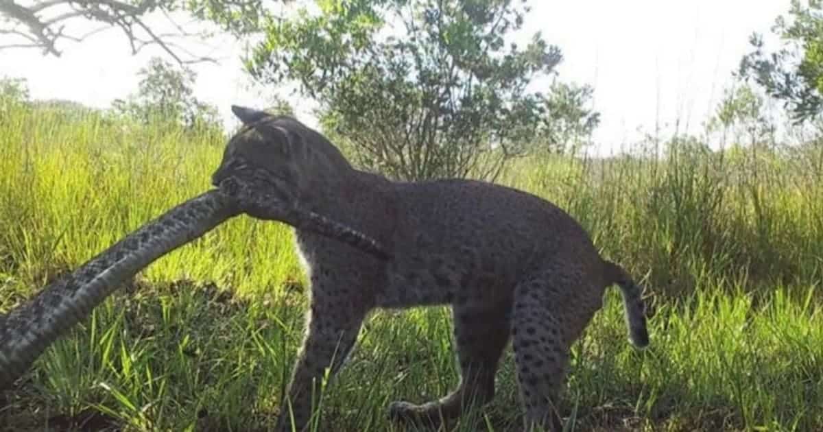 Фотоловушка запечатлела атаку рыси на самую большую гремучую змею в мире / © Mohamed Khalil Meliane et al. Southeastern Naturalist 2026
