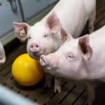 Свиньи-доноры: российские ученые выяснили, какие генетические изменения нужны для пересадки органов