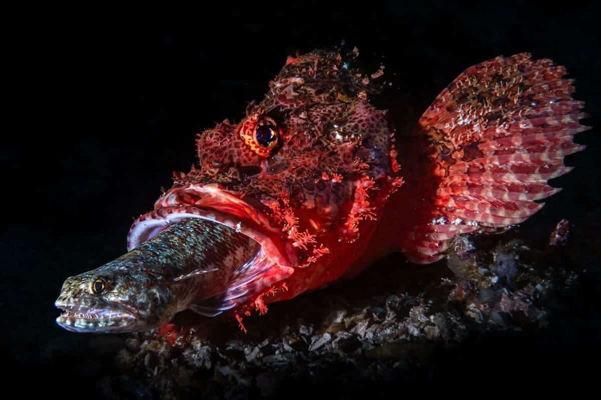 Финалист в номинации «Дикая природа» / © Andrea Michelutti / Ocean Photographer of the Year