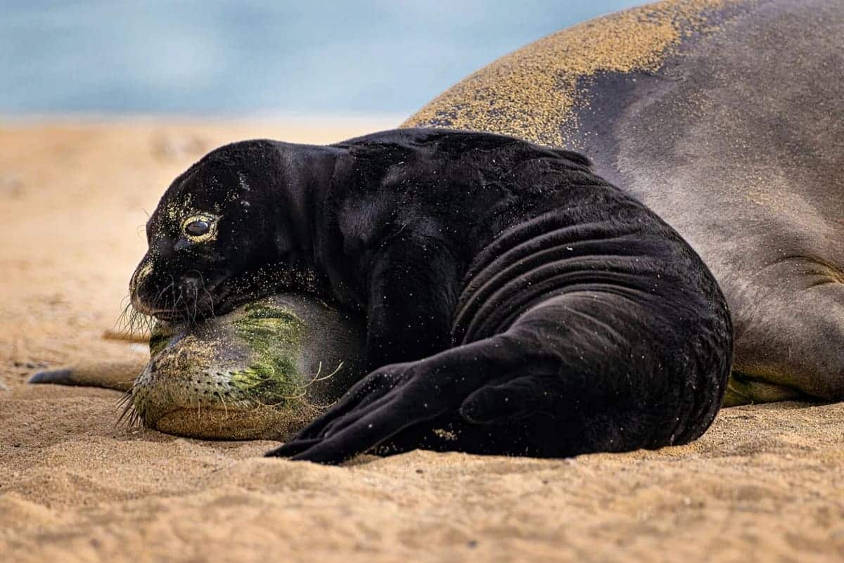 Финалист в номинации «Охрана природы: надежда» / © Leighton Lum / Ocean Photographer of the Year