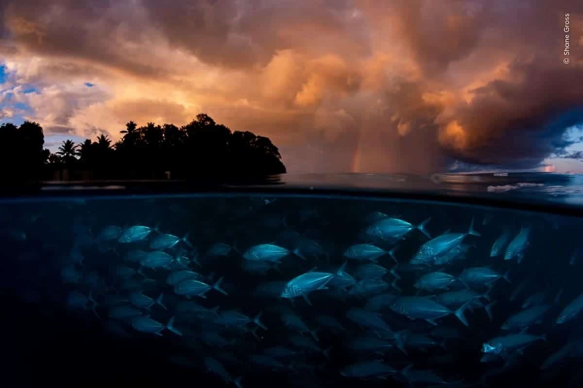 Стая каранксов. Финалист в номинации «Океаны: масштабная картина» / © Shane Gross / Wildlife Photographer of the Year