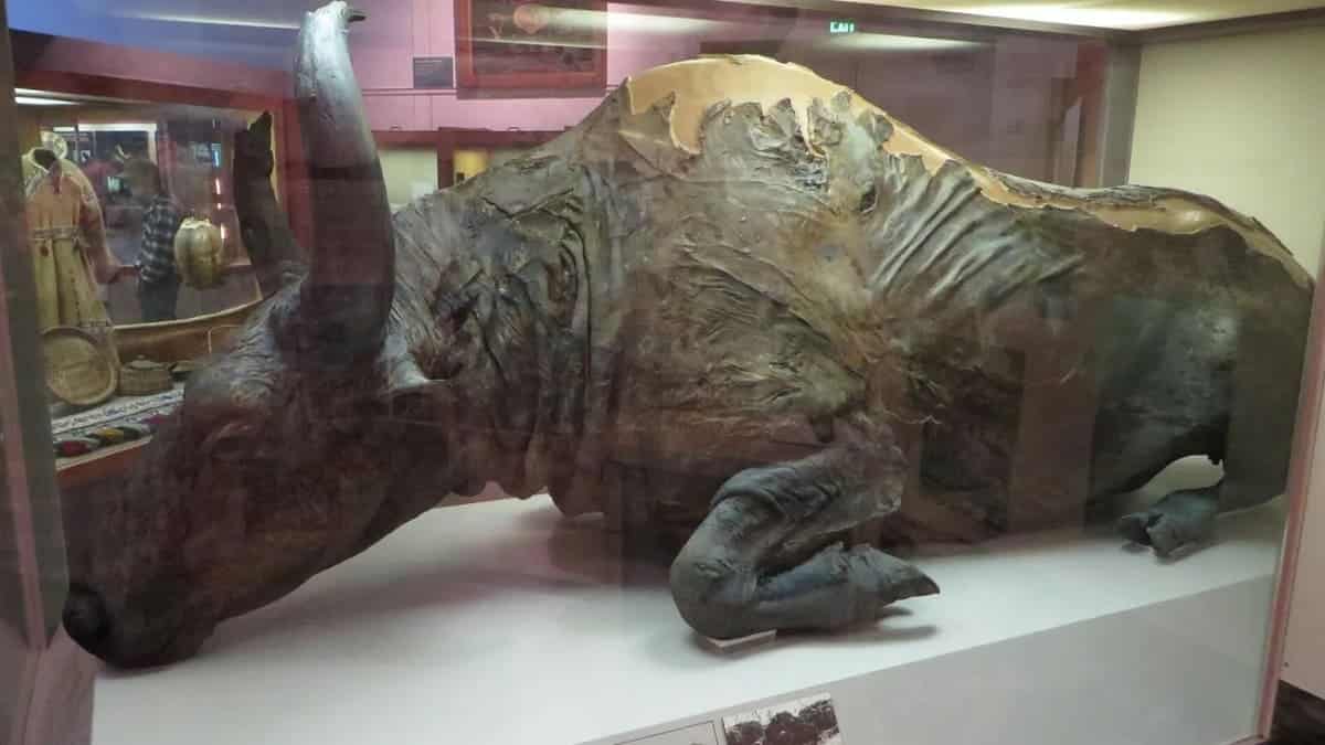 Степной бизон (Bison priscus) / © Wikimedia Commons