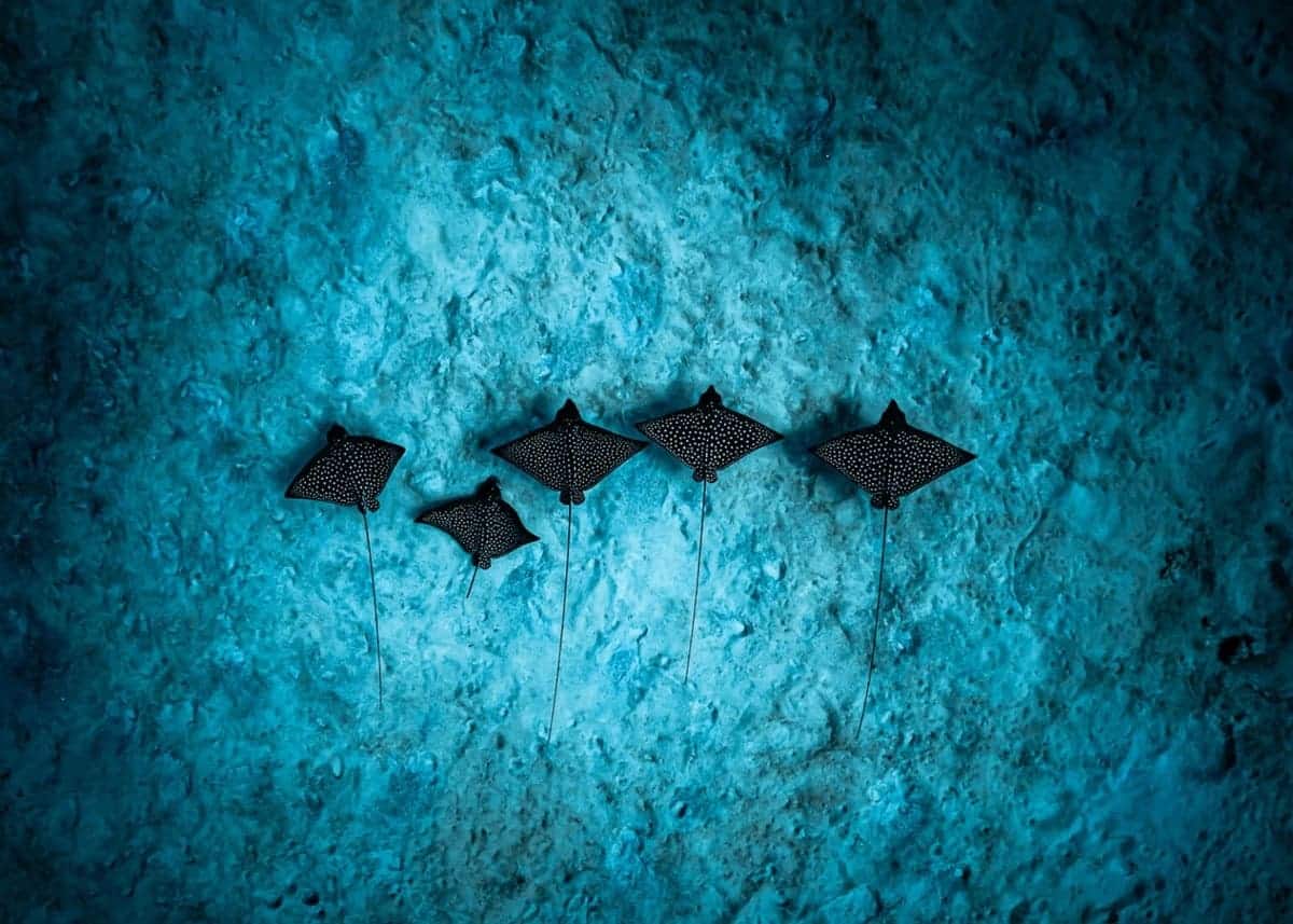 Финалист в номинации «Изобразительное искусство» / © John Kowitz / Ocean Photographer of the Year