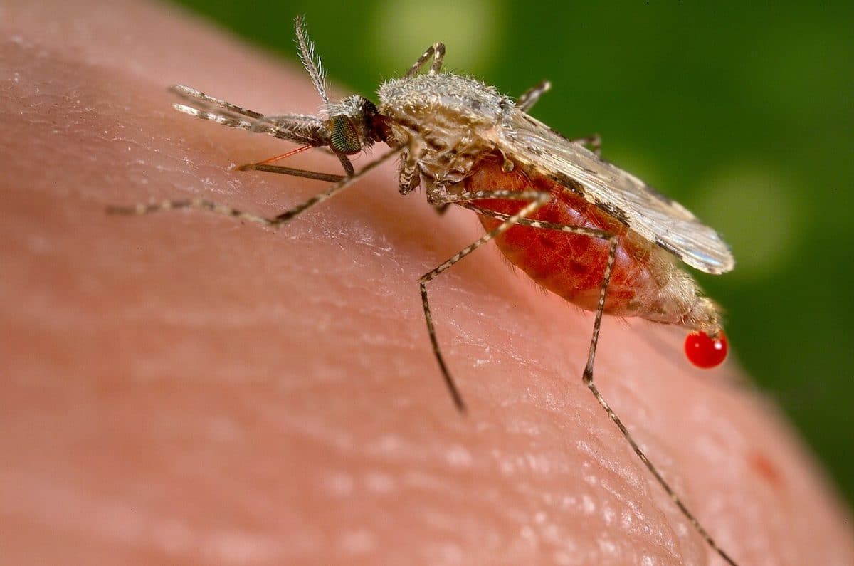 Малярийный комар Anopheles stephensi / © Jim Gathany, Centers for Disease Control and Prevention's Public Health Image Library