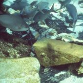 Один из песчаниковых блоков с «Батавии» на морском дне
