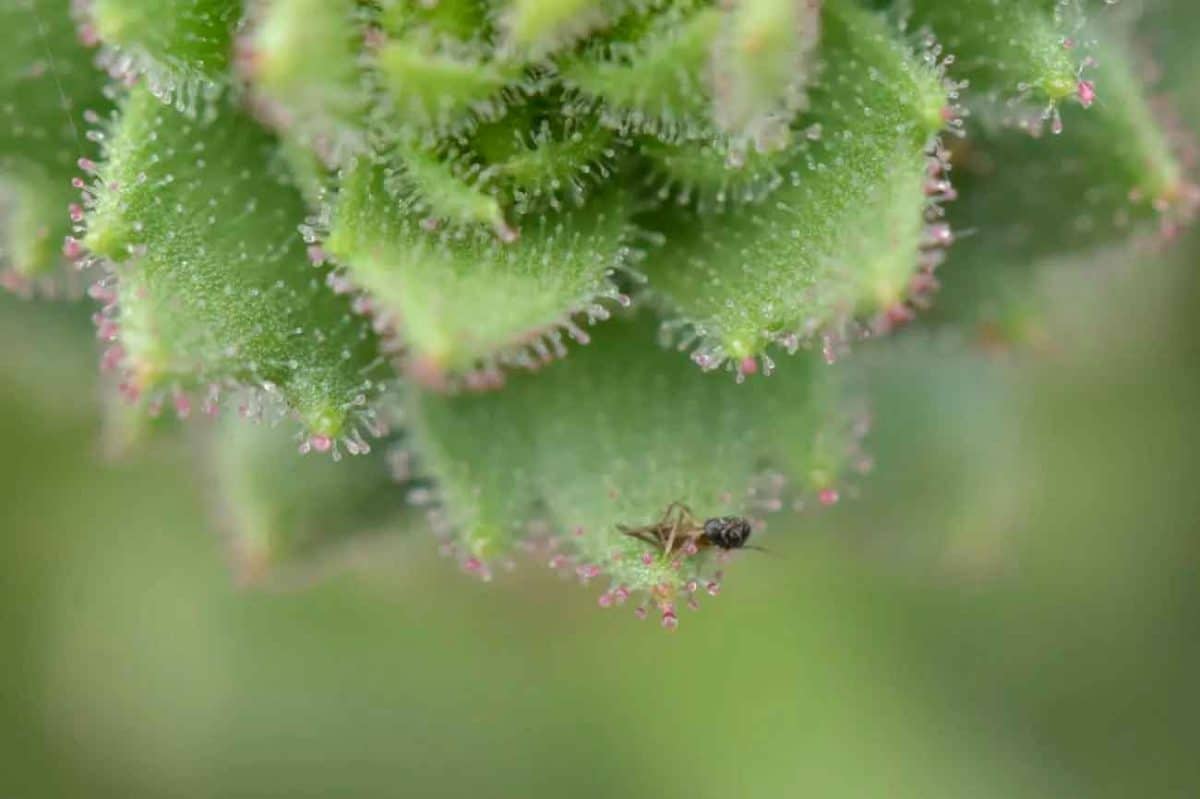 Saxifraga candelabrum