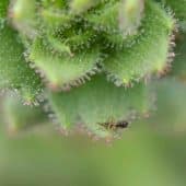 Saxifraga candelabrum