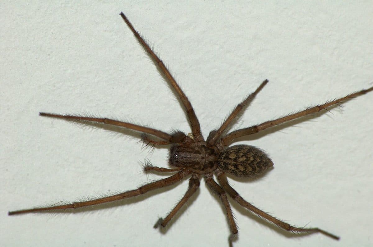 Tegenaria domestica / © Chb, Wikipedia