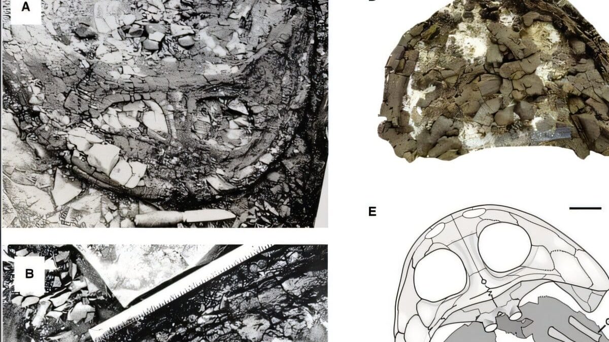 Fossilized bones of a large Triassic amphibian on a laboratory table