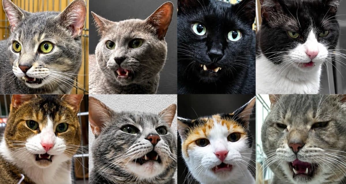 Кошки
