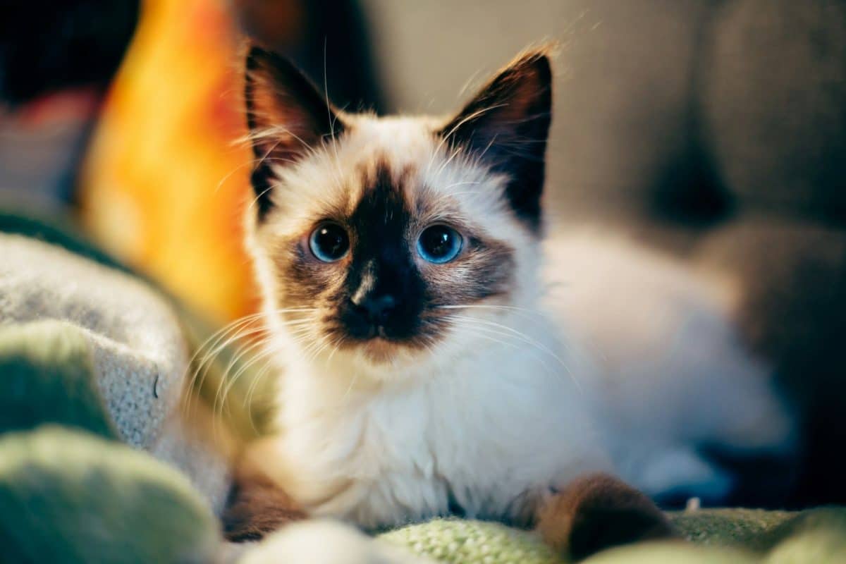 Котенок