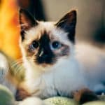 Этологи выяснили, что для кошек важнее крика собственных котят