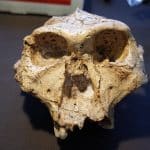 Ученый предложил включить парантропов и австралопитеков в род Homo
