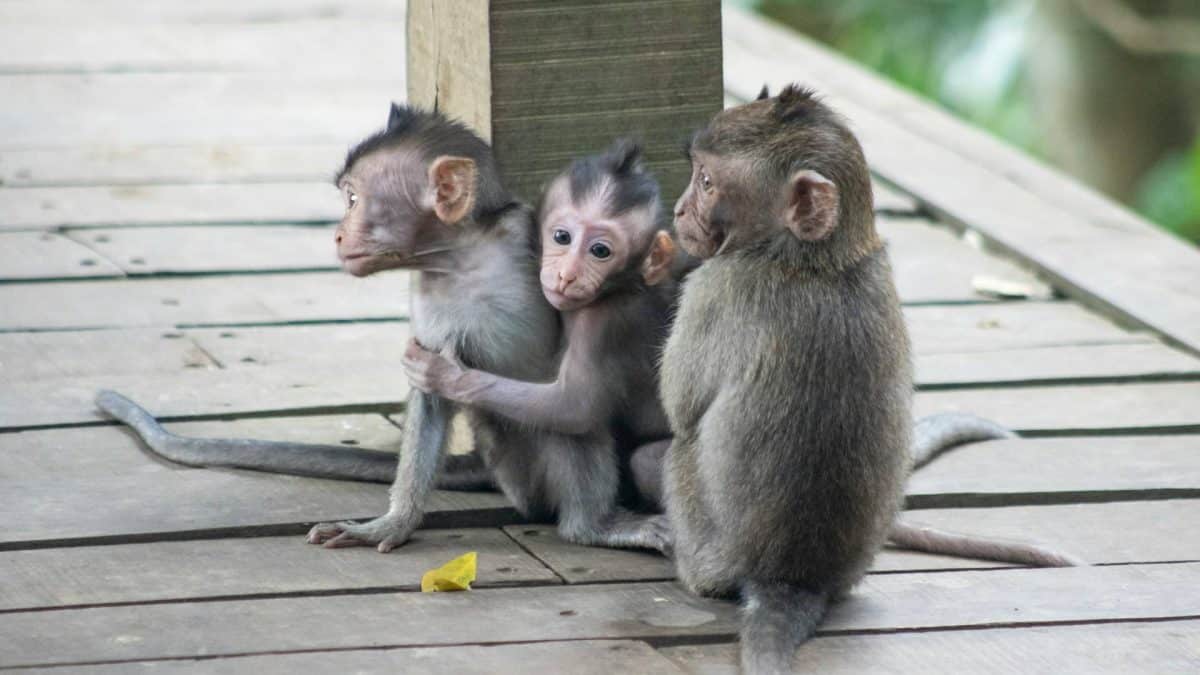 Newborn rhesus macaque in a research setting