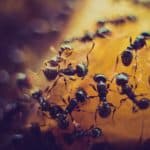 Ученые опровергли 60-летнюю теорию о том, почему пчелы и муравьи стали «коллективными» видами