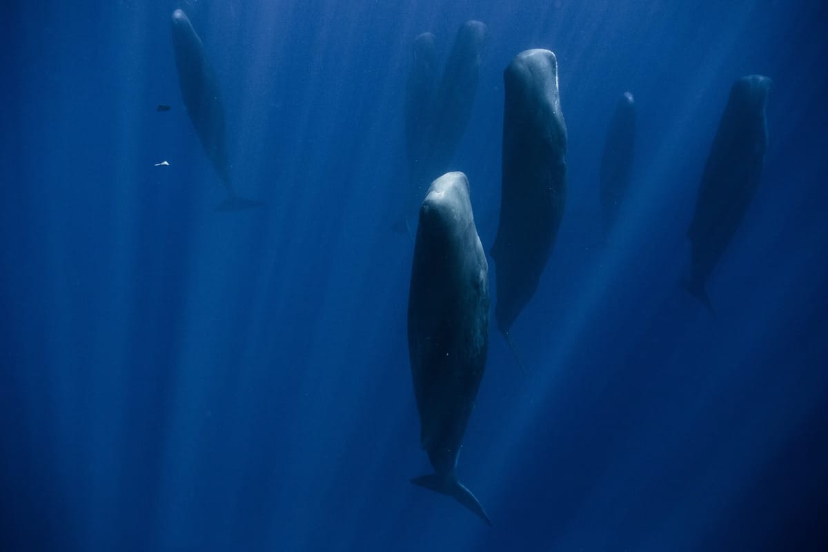 © Stephane Granzotto, National Geography
