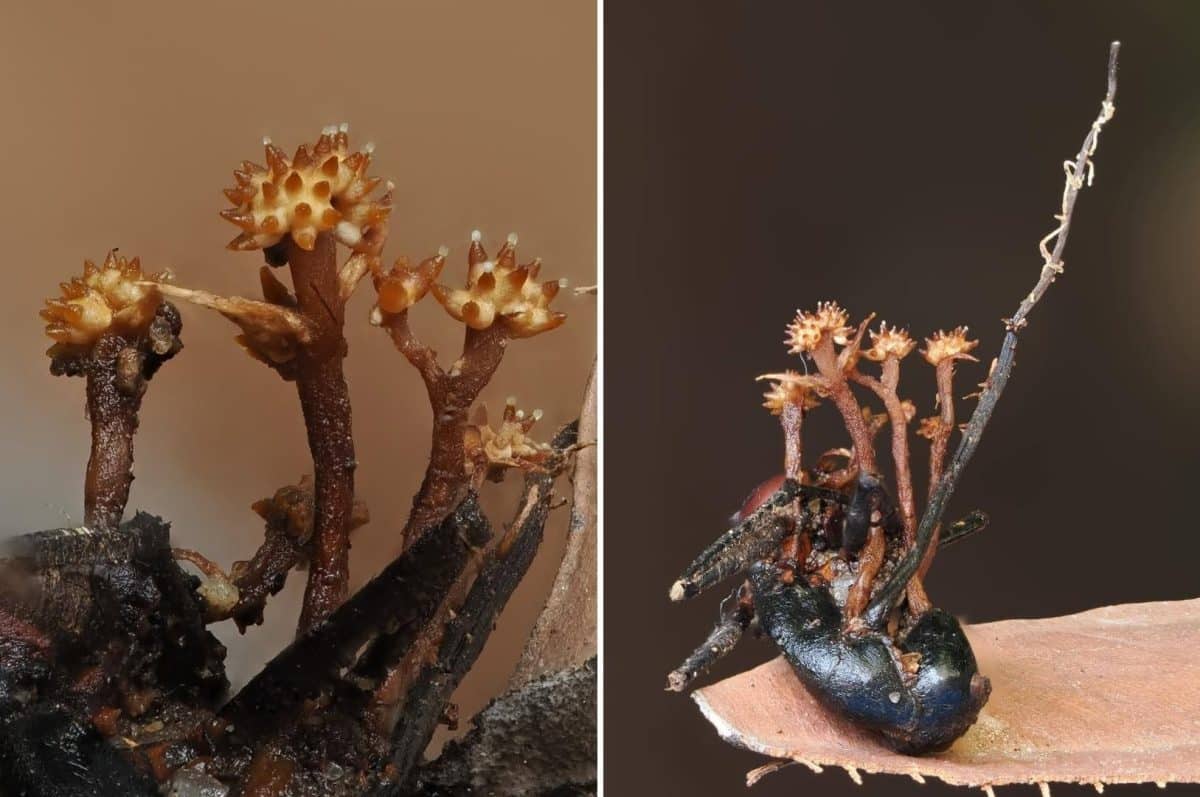 Гриб Pleurocordyceps cornusynnemata на пораженном муравье / © Shahbaz, Mohadden, Rong, Wei и Seelan, 2026