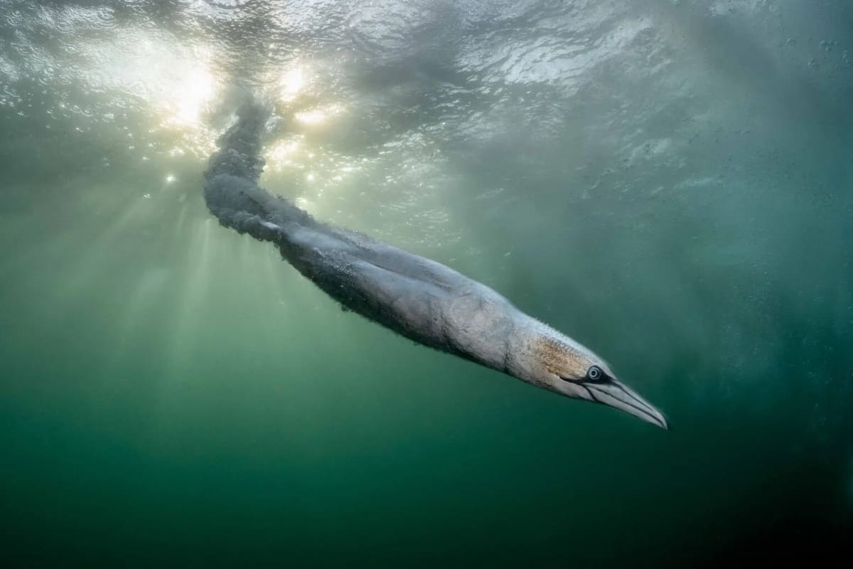 Северная олуша словно солнечный луч прорывается сквозь воду у побережья Шотландии. Главный приз конкурса и первое место в номинации «Птицы в окружающей среде» / © Henley Spiers / Bird Photographer of the Year