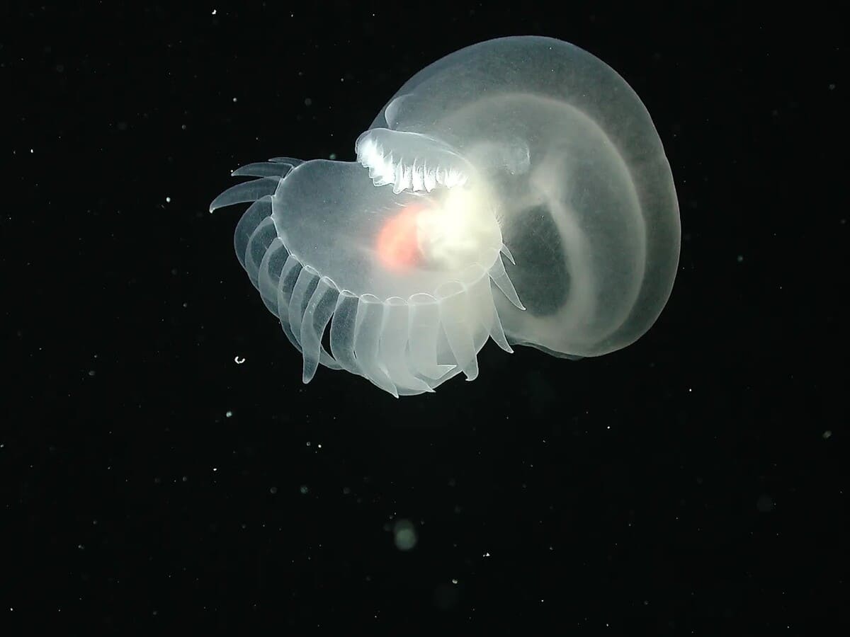 Bathydevius caudactylus / © MBARI